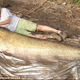 Illustration for article titled Tiny Girl Catches Giant Catfish, Says Proud Dad